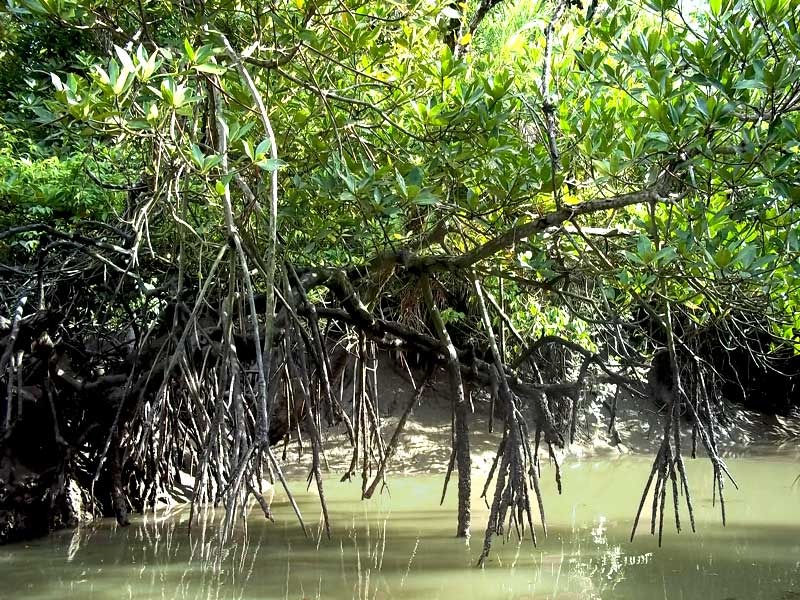 সুন্দরবনের নদীপথে মাদকসহ অবৈধ পণ্যের পাচার, ধরাছোঁয়ার বাইরে 